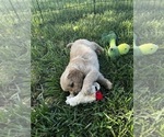 Small Photo #10 Golden Retriever Puppy For Sale in FREDONIA, KS, USA