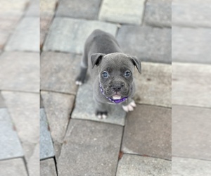 American Bully Puppy for sale in NAPLES, FL, USA