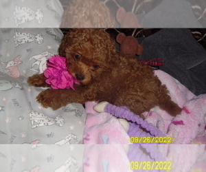 Poodle (Miniature) Puppy for sale in DULUTH, GA, USA