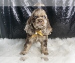 Puppy Shadow AKC Cocker Spaniel