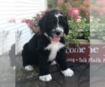 Small Photo #35 Bernedoodle Puppy For Sale in BRYANT, IA, USA
