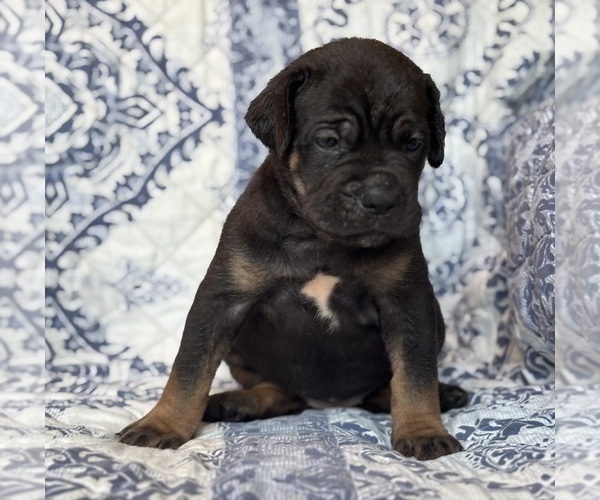 Medium Photo #4 Cane Corso Puppy For Sale in NEWTON, NJ, USA