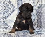 Small #3 Cane Corso