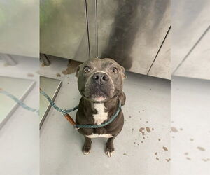 American Staffordshire Terrier Dogs for adoption in Waco, TX, USA