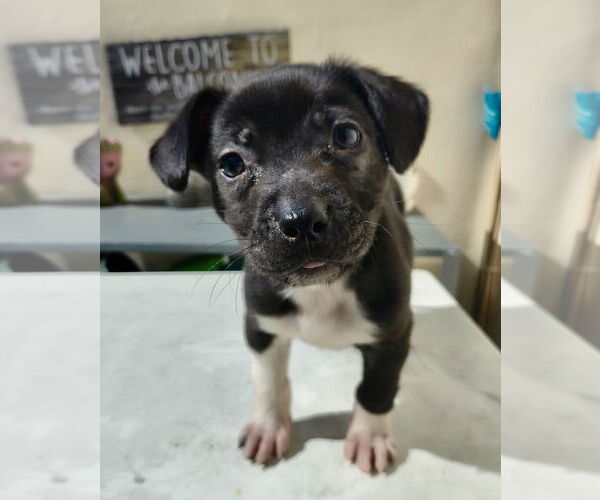 Medium Photo #2 Labrador Retriever-Unknown Mix Puppy For Sale in Royal Palm Beach, FL, USA