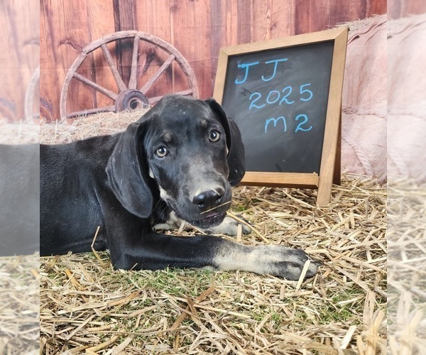 Medium Photo #1 Catahoula Leopard Dog Puppy For Sale in CUMBY, TX, USA