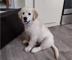 Small #1 Golden Retriever