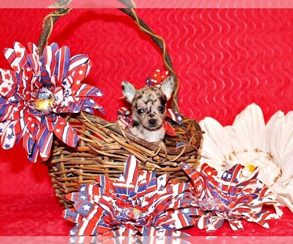 Medium Photo #2 Chihuahua Puppy For Sale in CHARLESTON, AR, USA