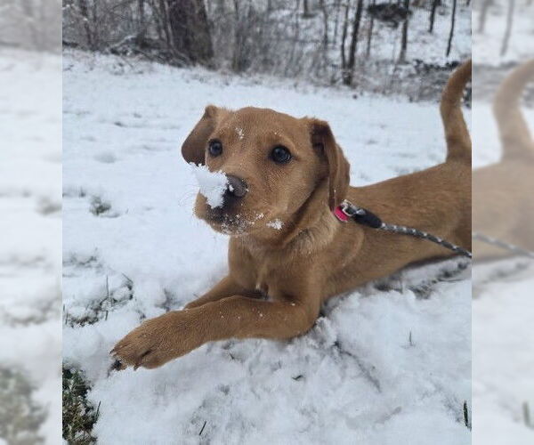 Medium Photo #1 Beago Puppy For Sale in Genesee, WI, USA