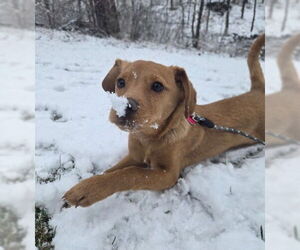 Beago Dogs for adoption in Genesee, WI, USA