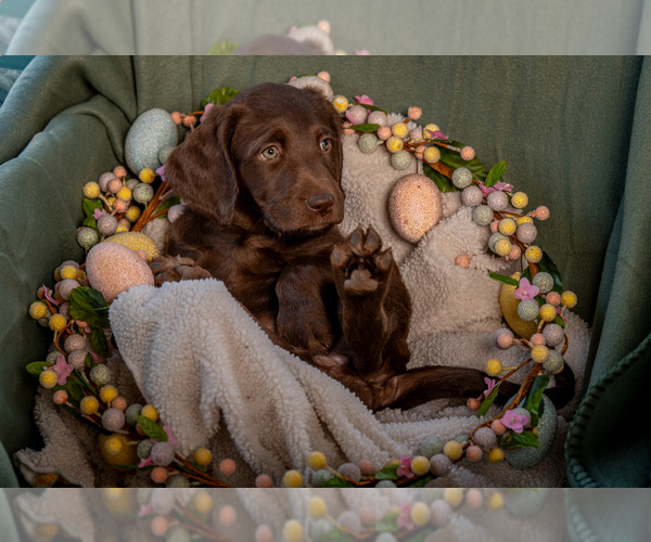Medium Photo #5 Labradoodle Puppy For Sale in DEEPWATER, MO, USA