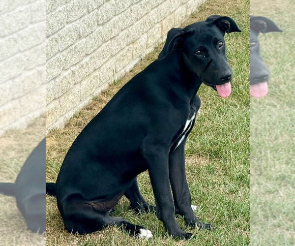 Medium Photo #8 Labrador Retriever-Unknown Mix Puppy For Sale in Claremore, OK, USA