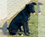 Small #7 Labrador Retriever Mix