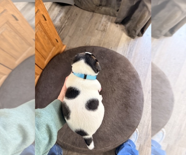 Medium Photo #2 Jack Russell Terrier Puppy For Sale in FREEMAN, MO, USA