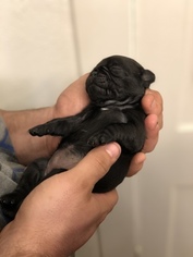 Pug Puppy for sale in PEKIN, IN, USA