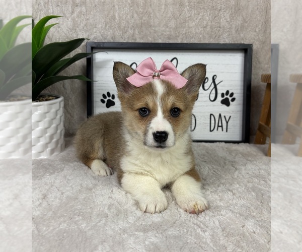 Medium Photo #2 Pembroke Welsh Corgi Puppy For Sale in FRANKLIN, IN, USA