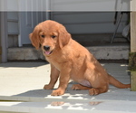Small Photo #25 Golden Retriever Puppy For Sale in GREENWOOD, WI, USA