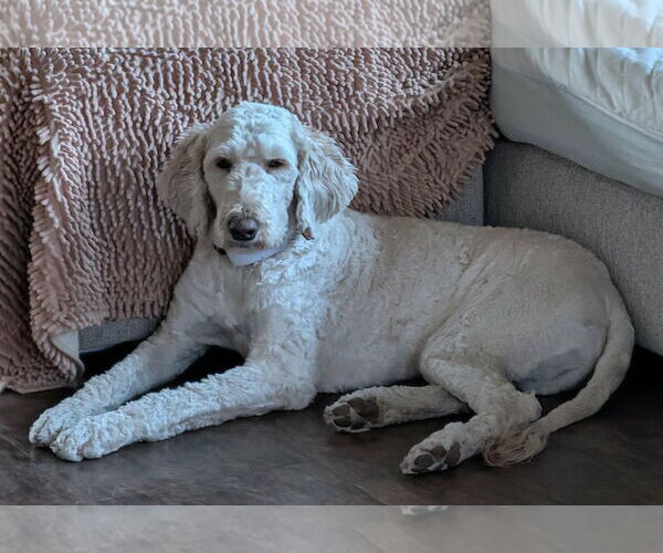 Medium Photo #8 Poodle (Standard) Puppy For Sale in Sioux Falls, SD, USA