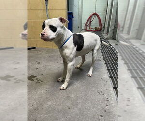 Mutt Dogs for adoption in Stockton, CA, USA