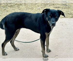 Labrador Retriever Mix Dog for Adoption in Hillsboro, Missouri USA
