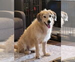 Small Golden Retriever Mix