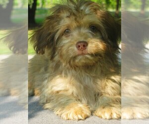 Havanese Puppy for sale in WILSON, NY, USA