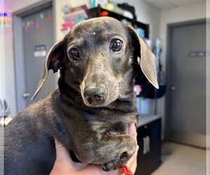 Dachshund Dogs for adoption in Olathe, KS, USA