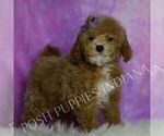 Small #2 Maltipoo (Miniature)