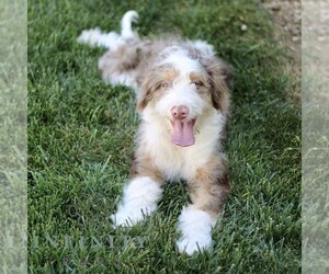 Bernedoodle (Miniature) Puppy for Sale in GORDONVILLE, Pennsylvania USA