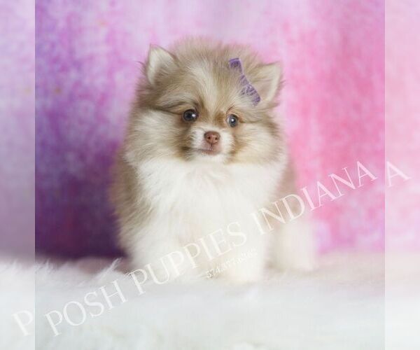 Medium Photo #1 Pomeranian Puppy For Sale in WARSAW, IN, USA