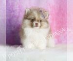 Small Pomeranian