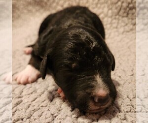 Aussiedoodle Puppy for sale in COLUMBIA, TN, USA