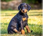 Small Photo #8 Doberman Pinscher Puppy For Sale in MOUNT OLIVE, NC, USA