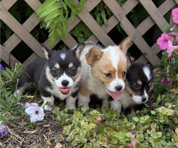 Medium Photo #5 Pembroke Welsh Corgi Puppy For Sale in THORP, WI, USA