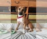 Small Photo #2 Mutt Puppy For Sale in GILBERTS, IL, USA