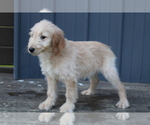 Small Photo #6 Goldendoodle Puppy For Sale in BLOOMINGTON, IN, USA