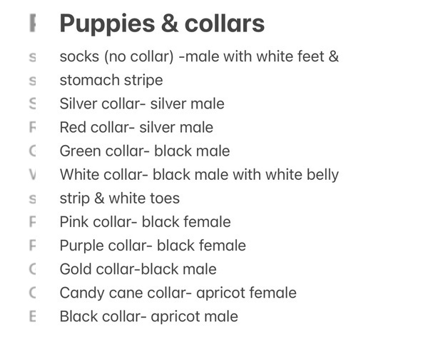 Medium Photo #12 Labradoodle Puppy For Sale in OSMOND, NE, USA