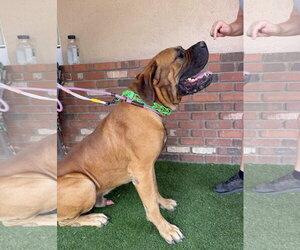 Harold - Male Mutt Dog for Adoption - Photo #2