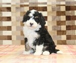 Small #7 Bernedoodle (Miniature)