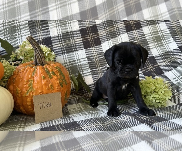 Medium Photo #4 Puggle Puppy For Sale in ELKTON, VA, USA
