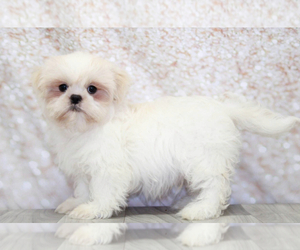 Shih Tzu Puppy for sale in MARIETTA, GA, USA