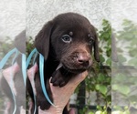 Small Photo #15 Labrador Retriever Puppy For Sale in SIMI VALLEY, CA, USA