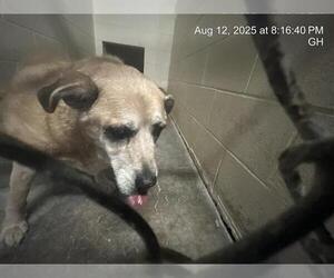 German Shepherd Dog-Unknown Mix Dogs for adoption in Ocala, FL, USA