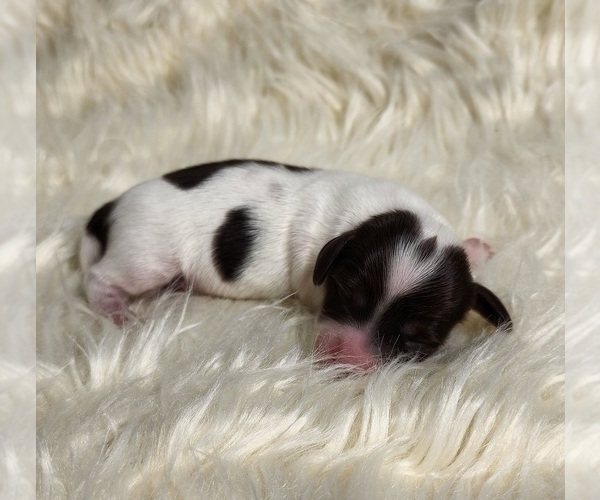 Medium Photo #1 Dachshund Puppy For Sale in AIKEN, SC, USA