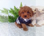 Small #6 Cavalier King Charles Spaniel-Poodle (Toy) Mix