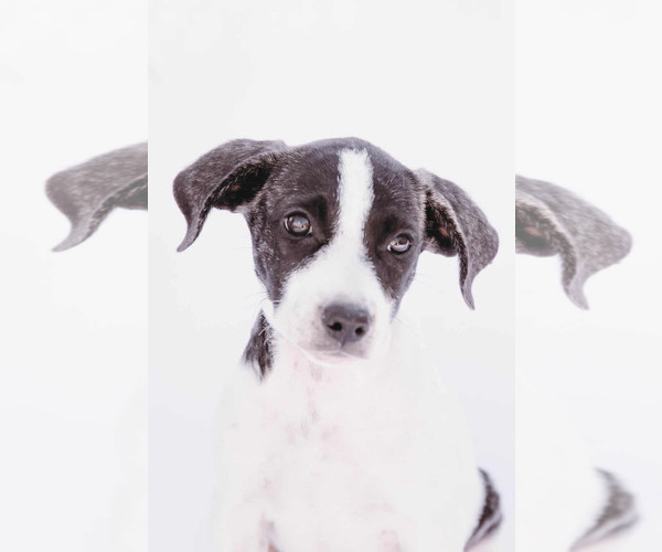 Medium Photo #5 Labbe Puppy For Sale in Princeton, MN, USA