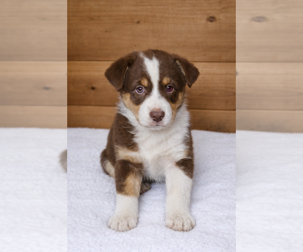 Medium Photo #1 Australian Shepherd Puppy For Sale in MABEL, MN, USA