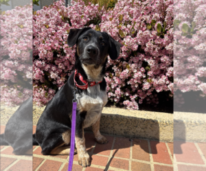 Australian Shepherd-Unknown Mix Dogs for adoption in Fresno, CA, USA