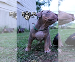 American Bully Puppy for sale in TENAHA, TX, USA