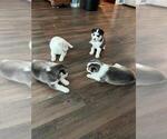 Small Photo #12 Siberian Husky Puppy For Sale in BROOKSVILLE, FL, USA